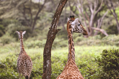 nairobi parque nacional visita gratis