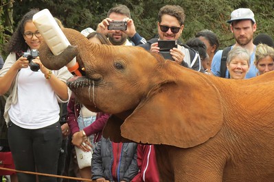 nairobi ver elefantes